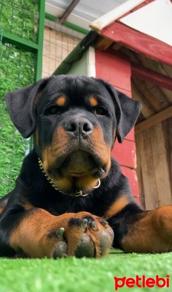 Rottweiler, Köpek  Jack  Timit Tor fotoğrafı