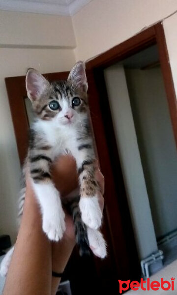 Tekir Kedi, Kedi  romeo fotoğrafı