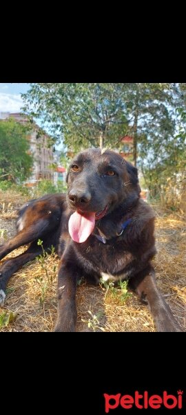 Labrador Retriever, Köpek  FINDIK fotoğrafı