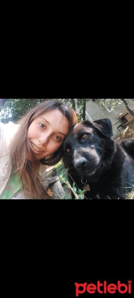 Labrador Retriever, Köpek  FINDIK fotoğrafı