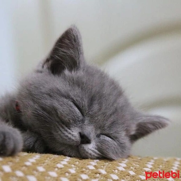 British Shorthair, Kedi  Odin fotoğrafı