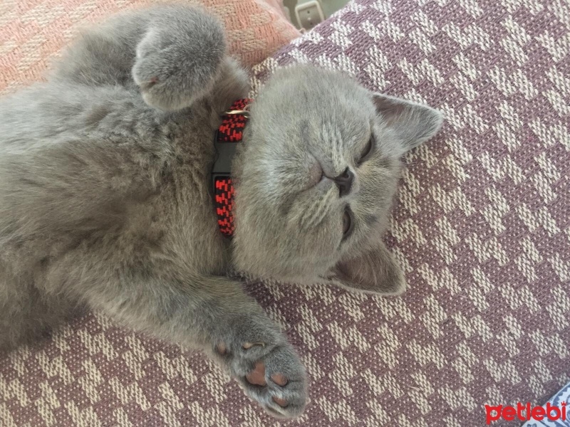 British Shorthair, Kedi  Odin fotoğrafı