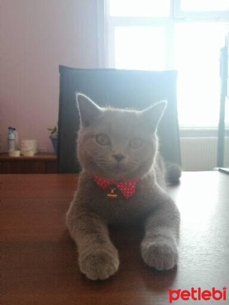 British Shorthair, Kedi  Odin fotoğrafı