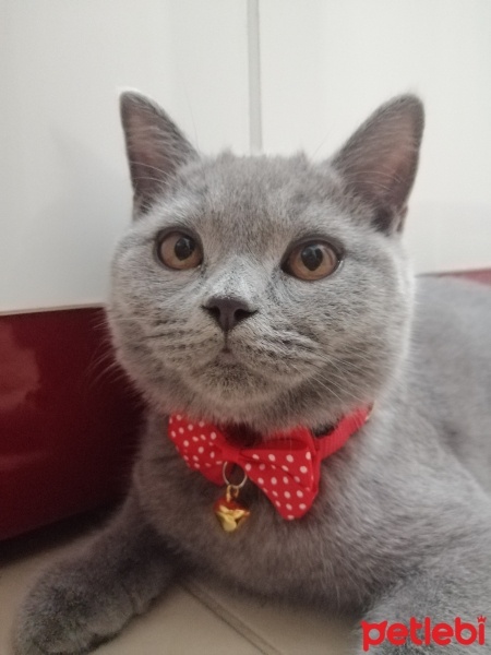 British Shorthair, Kedi  Odin fotoğrafı