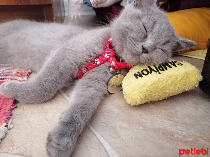 British Shorthair, Kedi  Odin fotoğrafı