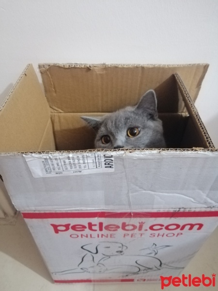 British Shorthair, Kedi  Odin fotoğrafı