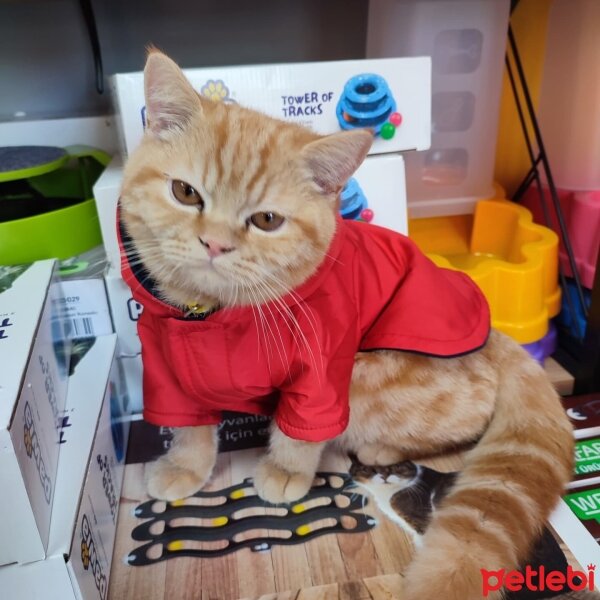 British Shorthair, Kedi  Pablo fotoğrafı