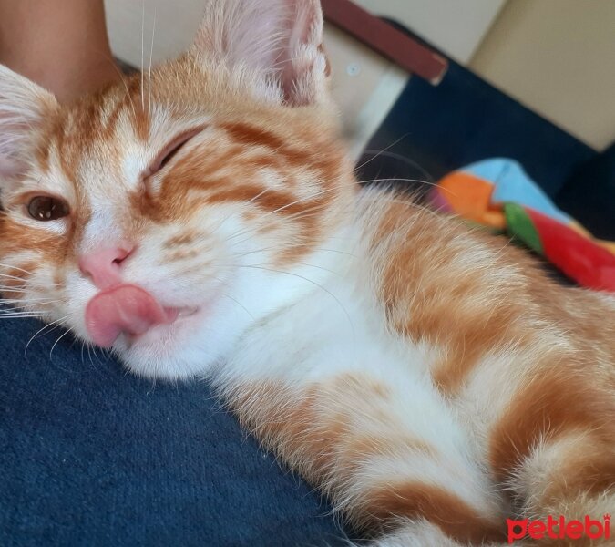 Sarman, Kedi  Mecnun fotoğrafı