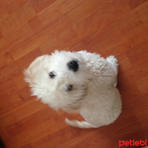 Maltese, Köpek  mila fotoğrafı