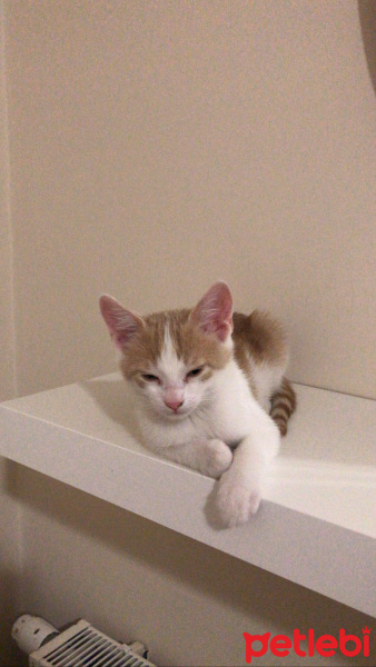Sarman, Kedi  Yulaf fotoğrafı