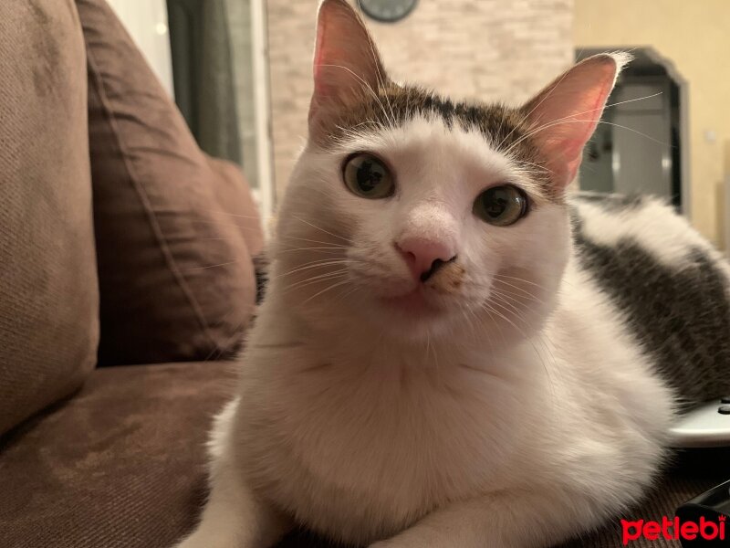 Tekir Kedi, Kedi  Maya fotoğrafı