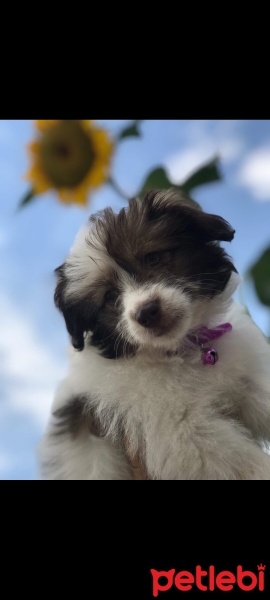 Maltese, Köpek  Casper fotoğrafı