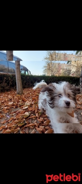 Maltese, Köpek  Casper fotoğrafı