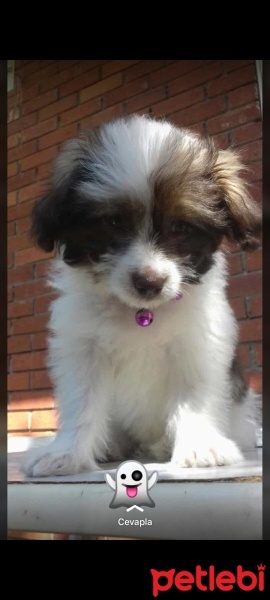 Maltese, Köpek  Casper fotoğrafı