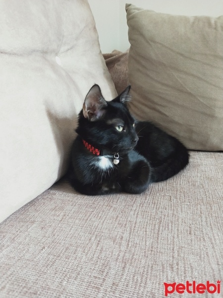Bombay, Kedi  Boncuk fotoğrafı