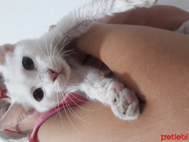 British Shorthair, Kedi  pamuk fotoğrafı