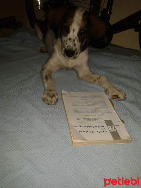 Pointer, Köpek  Armoni fotoğrafı