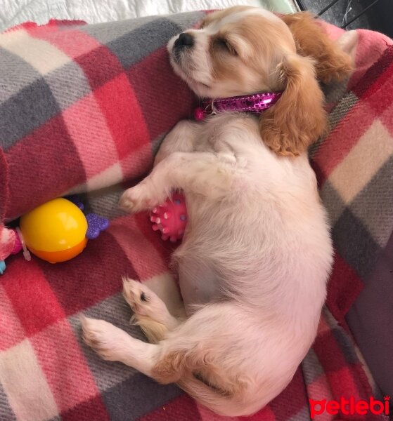 King Charles Spaniel, Köpek  Helen fotoğrafı