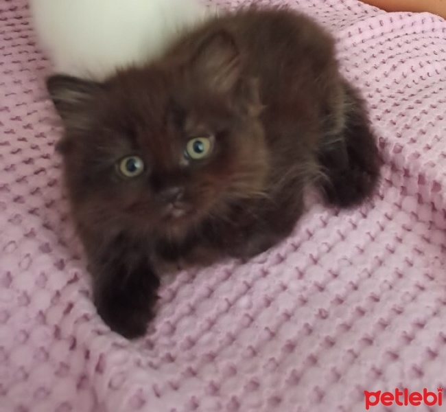 York Chocolate, Kedi  ponçik fotoğrafı
