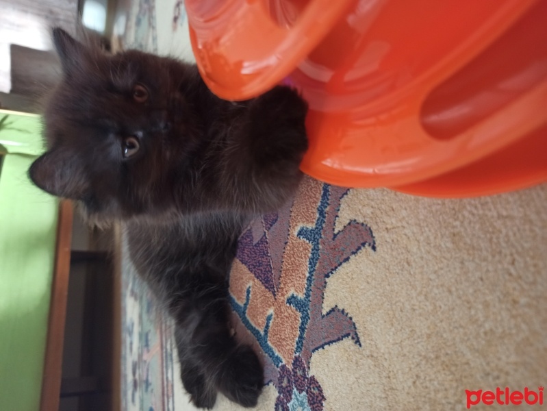 York Chocolate, Kedi  ponçik fotoğrafı