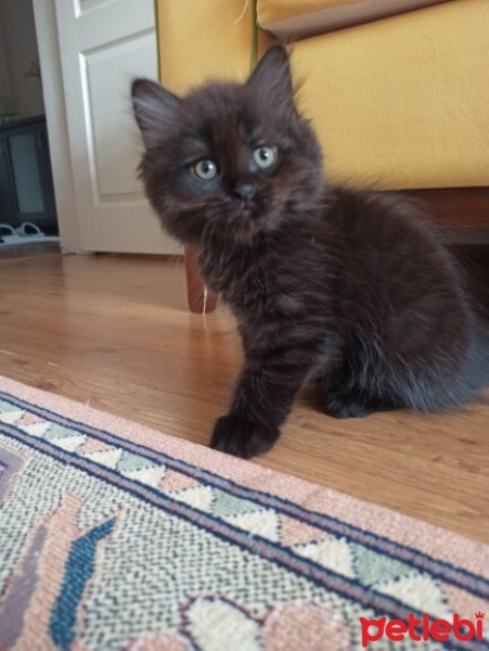 York Chocolate, Kedi  ponçik fotoğrafı