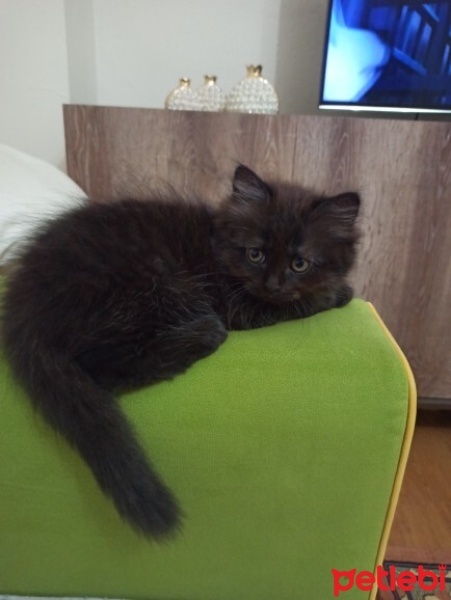 York Chocolate, Kedi  ponçik fotoğrafı