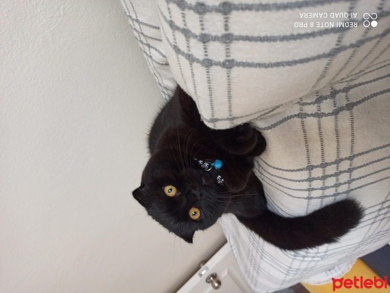 York Chocolate, Kedi  ponçik fotoğrafı