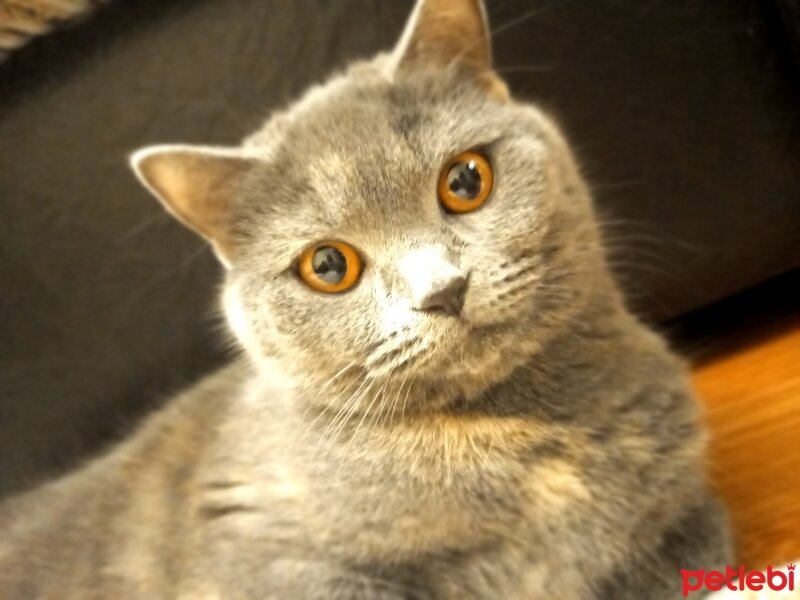 British Shorthair, Kedi  luna fotoğrafı