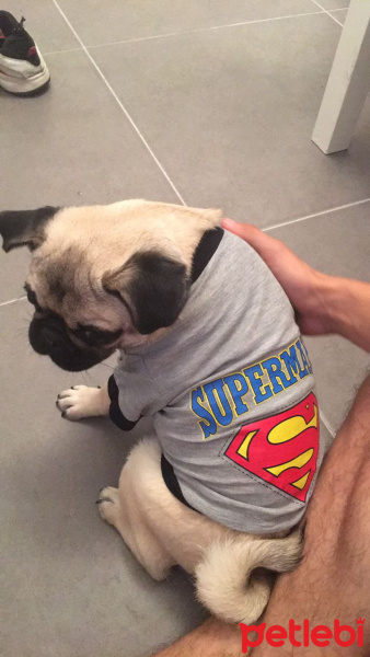 Pug, Köpek  Alex fotoğrafı