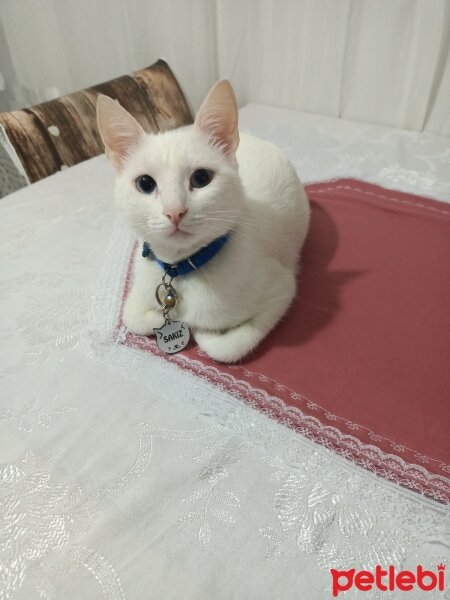 Ankara Kedisi, Kedi  Sakız fotoğrafı