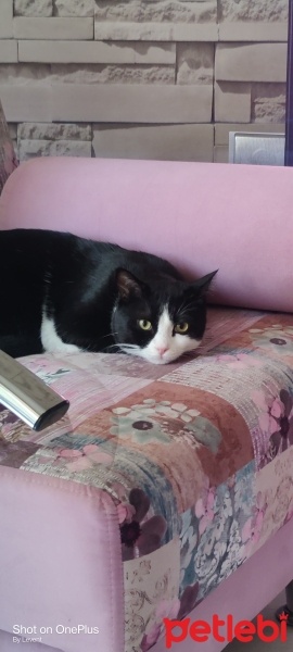 Tuxedo (Smokin) Kedi, Kedi  Bıdık fotoğrafı