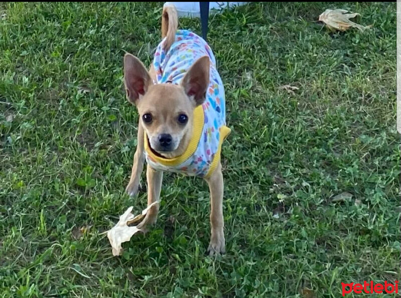 Chihuahua, Köpek  Max fotoğrafı