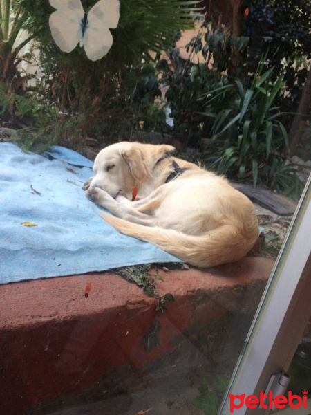 Golden Retriever, Köpek  Paşa fotoğrafı