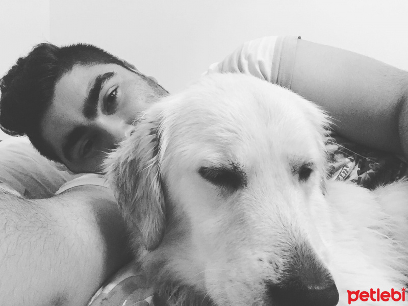 Golden Retriever, Köpek  Paşa fotoğrafı