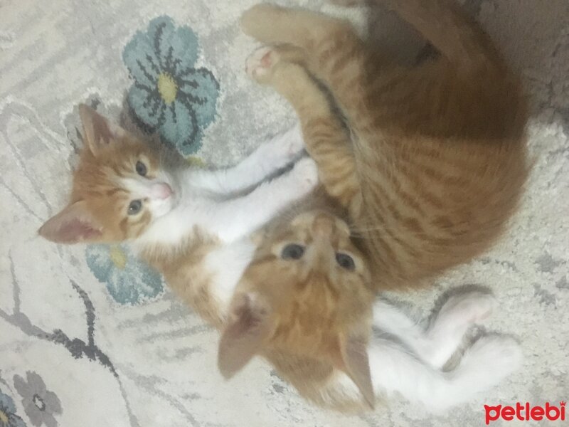 Tekir Kedi, Kedi  maviş fotoğrafı