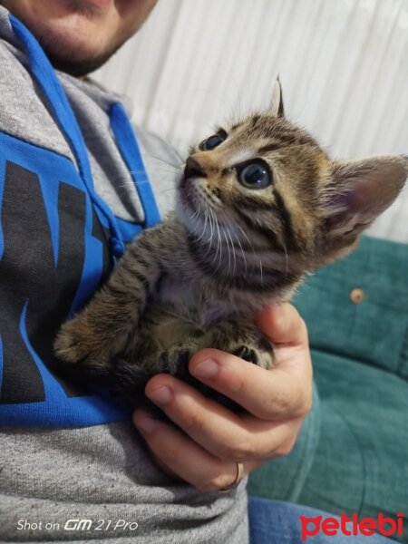 Tekir Kedi, Kedi  Panter fotoğrafı