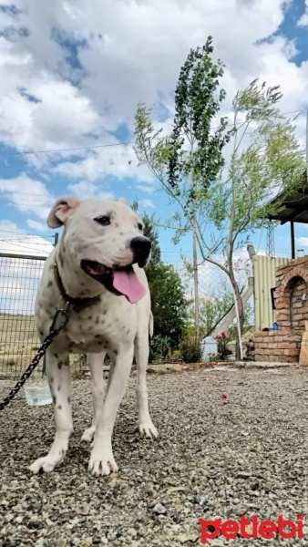 Dogo Arjantin, Köpek  Bulut fotoğrafı