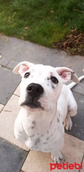 Dogo Arjantin, Köpek  Bulut fotoğrafı