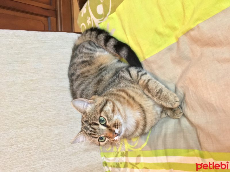 Tekir Kedi, Kedi  Çita fotoğrafı