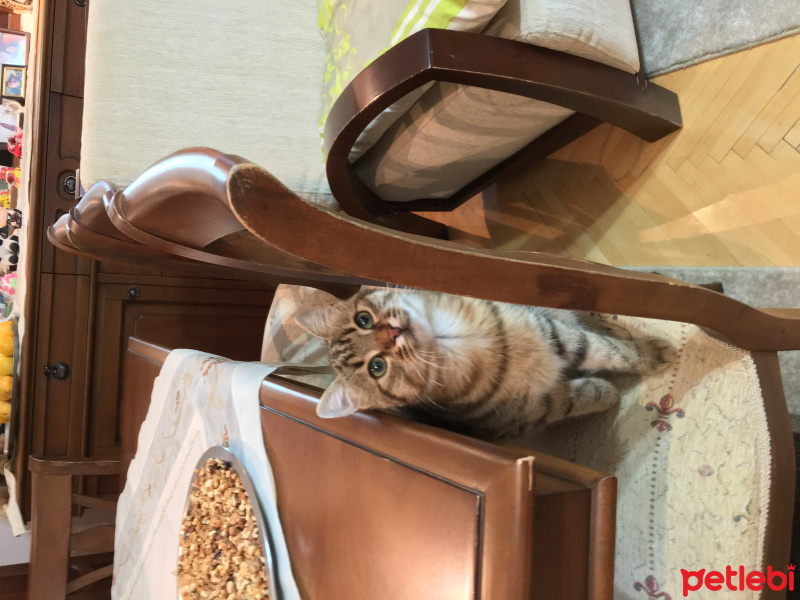 Tekir Kedi, Kedi  Çita fotoğrafı