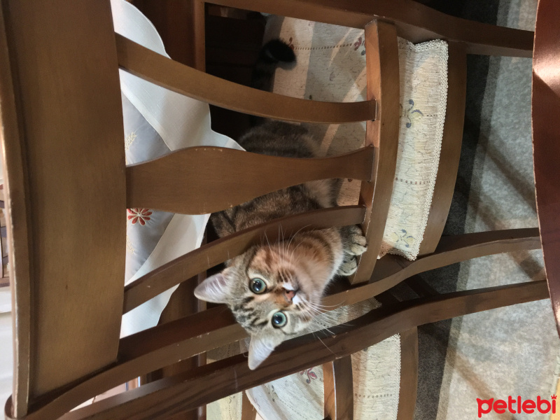 Tekir Kedi, Kedi  Çita fotoğrafı