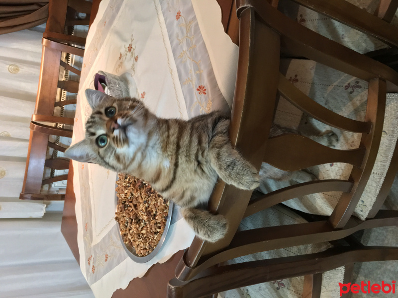 Tekir Kedi, Kedi  Çita fotoğrafı