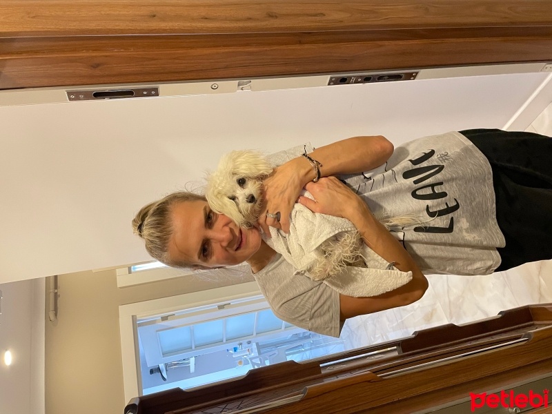 Maltese, Köpek  Mila fotoğrafı