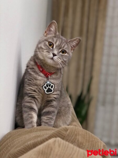 American Shorthair, Kedi  Smoky fotoğrafı