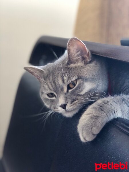 American Shorthair, Kedi  Smoky fotoğrafı