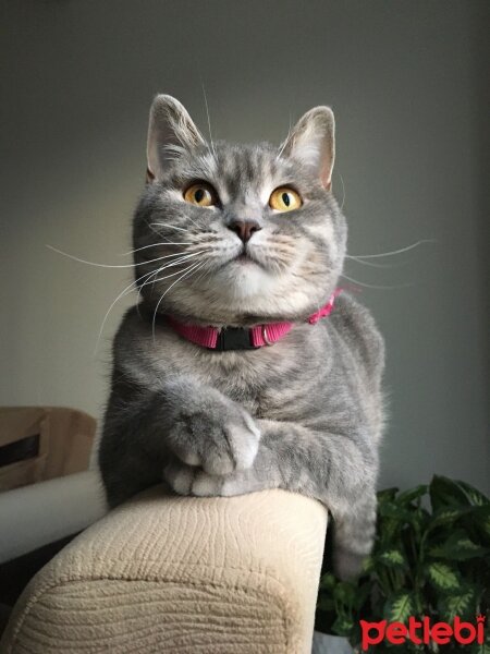 American Shorthair, Kedi  Smoky fotoğrafı