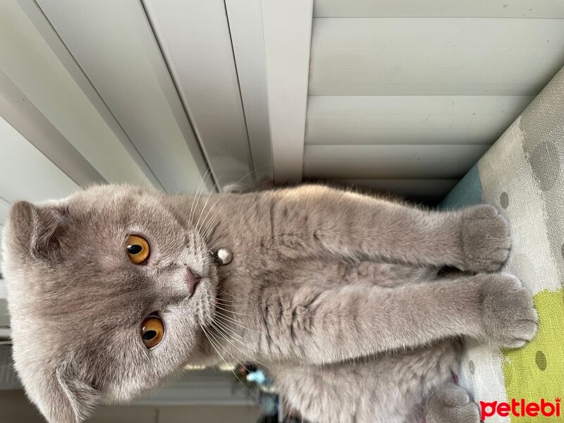 Scottish Fold, Kedi  Mia fotoğrafı