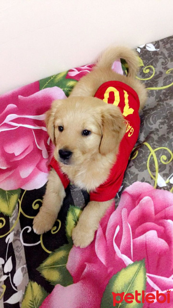 Golden Retriever, Köpek  Tarçın fotoğrafı