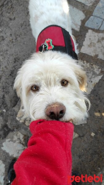 Pumi, Köpek  Robi fotoğrafı