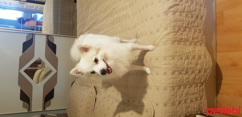 Pomeranyalı, Köpek  Oğlumuz Coco yeni yuvasını arıyor fotoğrafı